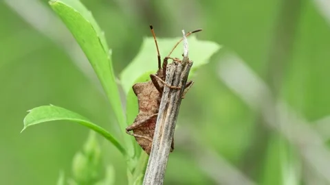 Forest brown bug (Heteroptera) on a dry stem, front view Stock Footage 241921500