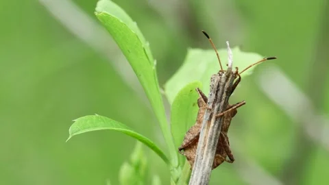 Forest brown bug (Heteroptera) on a dry stem, front view, against a blurred Stock Footage 241921501