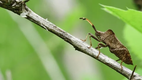 Forest brown bug (Heteroptera) on a dry stem, side view, against a blurred b Stock Footage 241921509