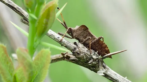 Forest brown bug (Heteroptera) on a dry stem, side view, close-up Stock Footage 241921587
