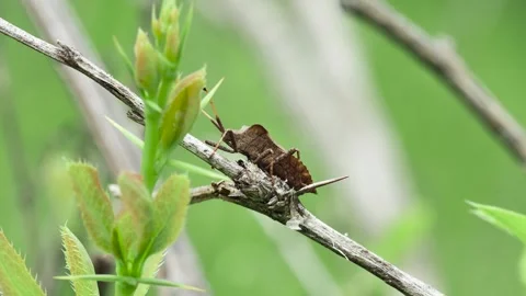Forest brown bug (Heteroptera) on a dry stem, side view, in a clearing Stock Footage 241921606