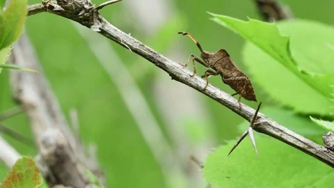 Forest brown bug (Heteroptera) on a dry stem, side view Stock Footage 241922108