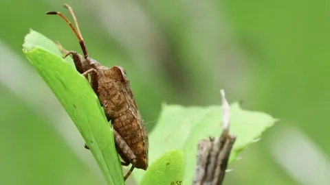 Forest brown bug (Heteroptera) on a leaf, side view, close-up Stock Footage 241921611