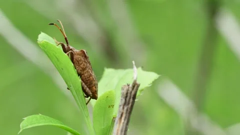 Forest brown bug (Heteroptera) on a leaf, side view Stock Footage 241921613