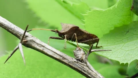 Forest brown bug (Heteroptera) moves from a leaf to a dry stem, close-up Stock Footage 241921382