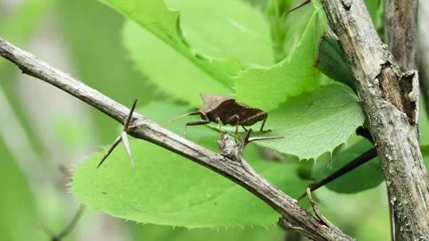 Forest brown bug (Heteroptera) moves from leaf to dry stem Stock Footage 241921421