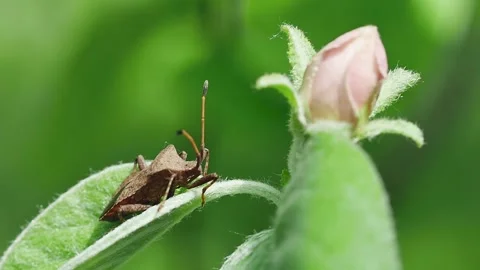 Forest brown bug on a leaf swaying from the wind near an unblown quince flow Vídeos de archivo 274267211