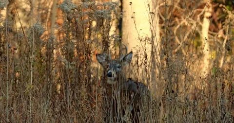 Forest brush and white-tailed deer, Odocoileus virginianus Video stock 301352938