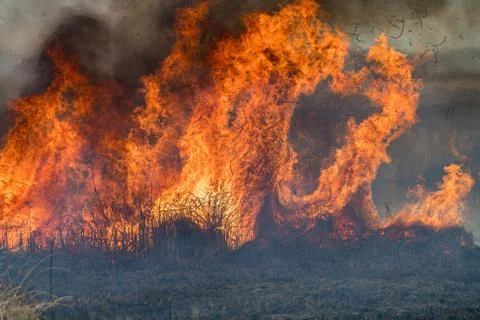 Forest brush grass wild fire flames burning prescribed burn global warming Stock Photos