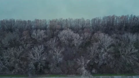 Forest BUDAPEST Stock Footage 233352337