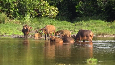 Forest buffalo herd in the river, Congo in Africa Video stock 83169444