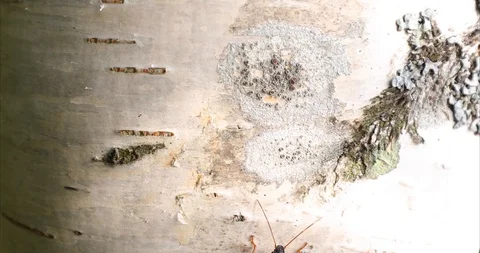A Forest Bug Crawls Up A White Tree Bark From The Bottom To The Top Stock-Footage 115129850