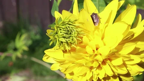 Forest bug on a dahlia pinnata flower. Stock Footage 139769463