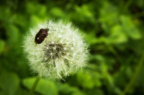 Forest bug on dandelion fluffy seeds Stock Photos