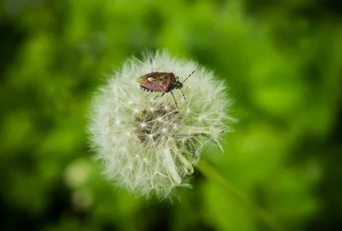 Forest bug on dandelion fluffy seeds Stock Photos