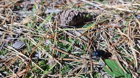 Forest bug  Video stock 257441993