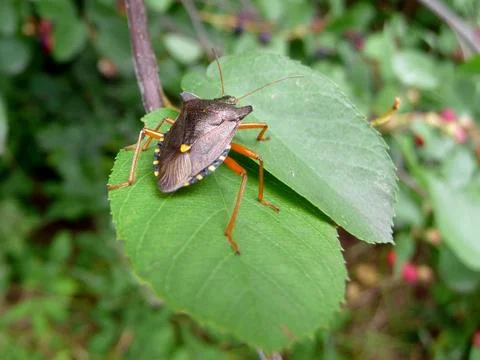Forest bug on green leaf Stock Photos