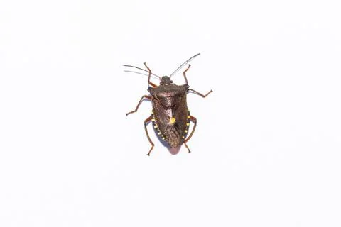 Forest bug lat.Pentatoma rufipes. Stock Photos