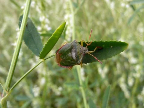 Forest bug on leaf Foto stock