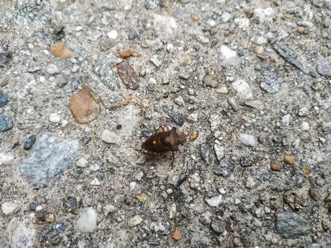 Forest bug or red-legged shieldbug (Pentatoma rufipes) Stock Photos