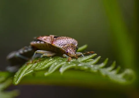Forest bug (or red-legged shieldbug) mating on a tree leaf Stock Photos
