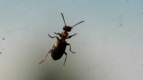 Forest bug runs up the glass. Stock Footage 95286569