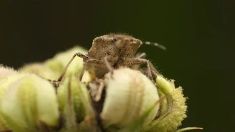 A forest bug sits on the seedpod of a flower. Video stock 139248443