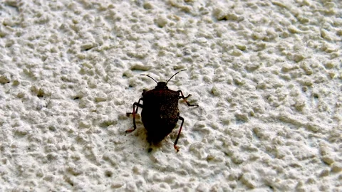 Forest bug walking on wall surface. Stock Footage 226415699
