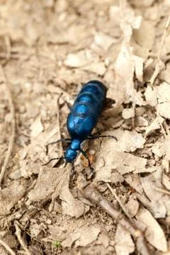 Forest bugs Stock Photos