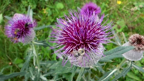 The forest bumblebee feeds and at the same time pollinates the milk thistle Stock Footage 210529853