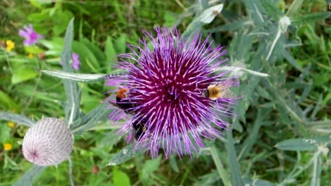 The forest bumblebee feeds and at the same time pollinates the milk thistle Stock Footage 210529856