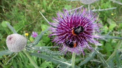 The forest bumblebee feeds and at the same time pollinates the milk thistle Stock Footage 210533890