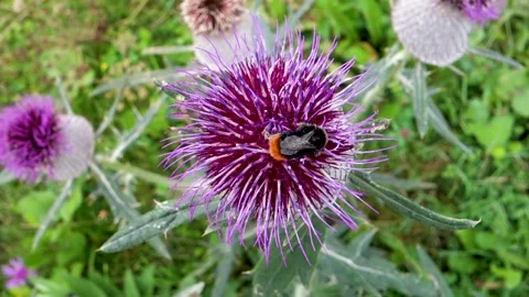 The forest bumblebee feeds and at the same time pollinates the milk thistle Stock Footage 210534837