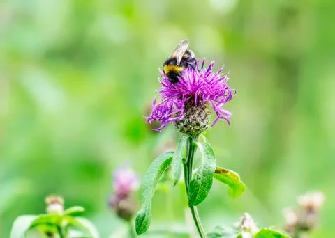 Forest bumblebee Foto stock