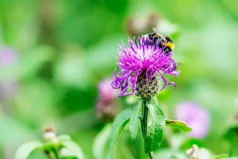 Forest bumblebee Stock Photos