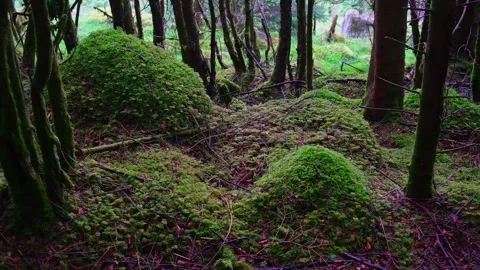 Forest bumps covered with moss. Stock Footage 197339065