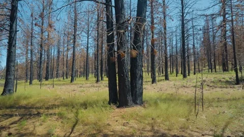 Forest of burned trees after forest fire with new grass regrowth Stockbeeldmateriaal 268153803