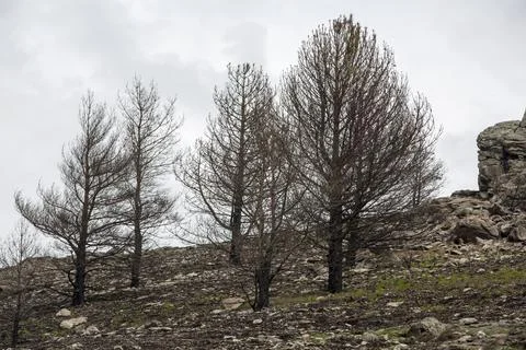 Forest burned in a wild fire in the Black mountains, Park Naturel de Haute La Stock Photos