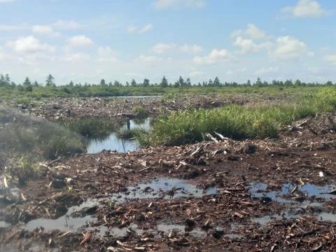 Forest at the burneo Stock Photos