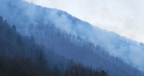 Forest burning during dusk sunset period. Fire and flames burning the trees Stock Footage 176960255