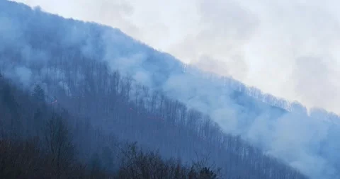 Forest burning during dusk sunset period. Fire and flames burning the trees Stock Footage 182329185