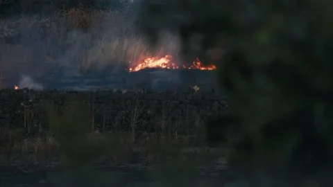 Forest burning during heathwave Stock Footage 207524777