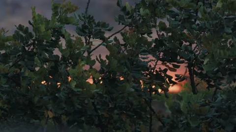 Forest burning during heathwave Stock Footage 207525952