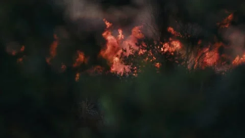 Forest burning during heathwave Stock-Footage 207526730
