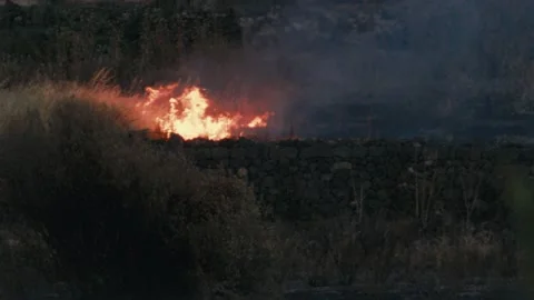 Forest burning during heathwave Stock Footage 207527498