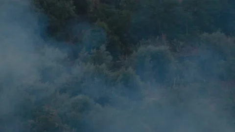 Forest burning during heathwave Stock Footage 207531488