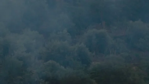 Forest burning during heathwave Stock Footage 207532132