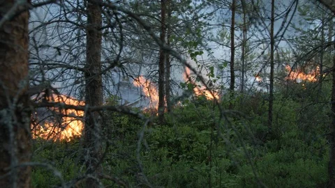 Forest burning Stock Footage 93190569