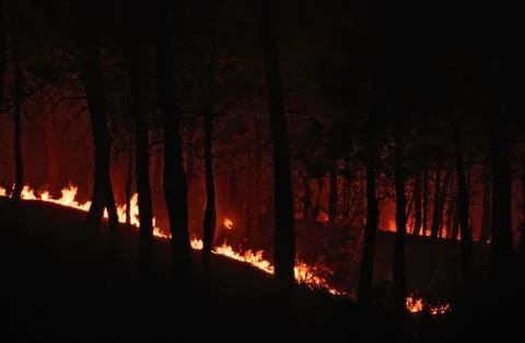 Forest burning at night Stock Photos