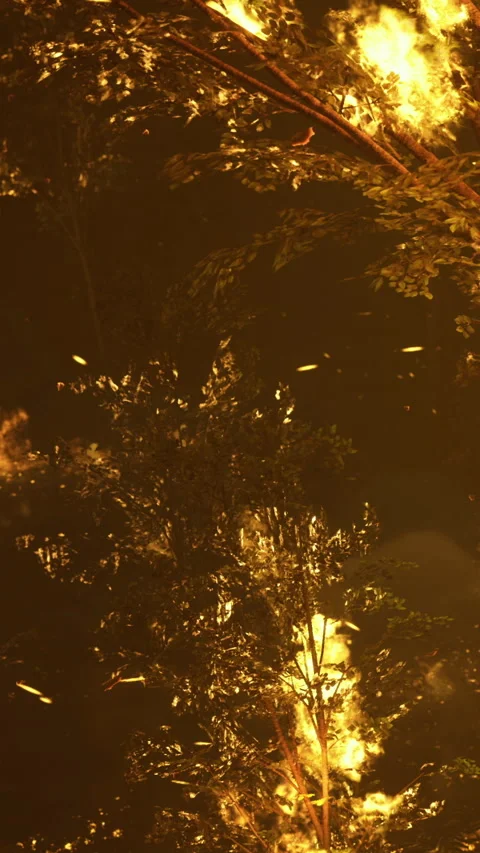 Forest burning in a wildfire during nighttime in a remote area Stock Footage 334258286